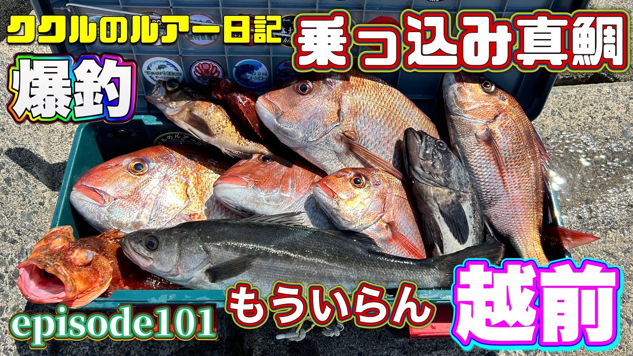 ep.101  大鯛から根魚までタイラバ最強！     乗っ込み真鯛情報！120m  2024年4月12日 越前《ゴムボート釣り》