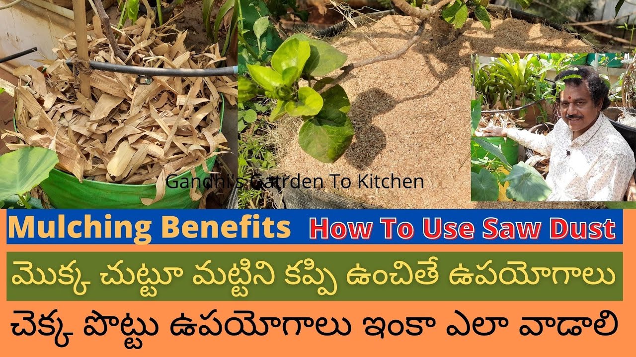 How to Mulch the Plants | Uses of Mulching the Plants | మొక్క చుట్టూ మట్టిని కప్పి ఉంచితే ఉపయోగాలు