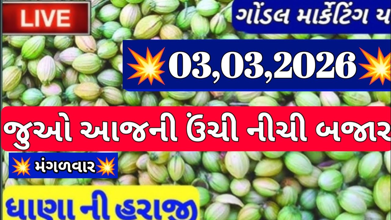ગોંડલ નવા ધાણા ના બજાર ભાવ /નવા ધાણા ના બજાર ભાવ /ઊંચા ધાણા ના બજાર ભાવ /03,03,2026