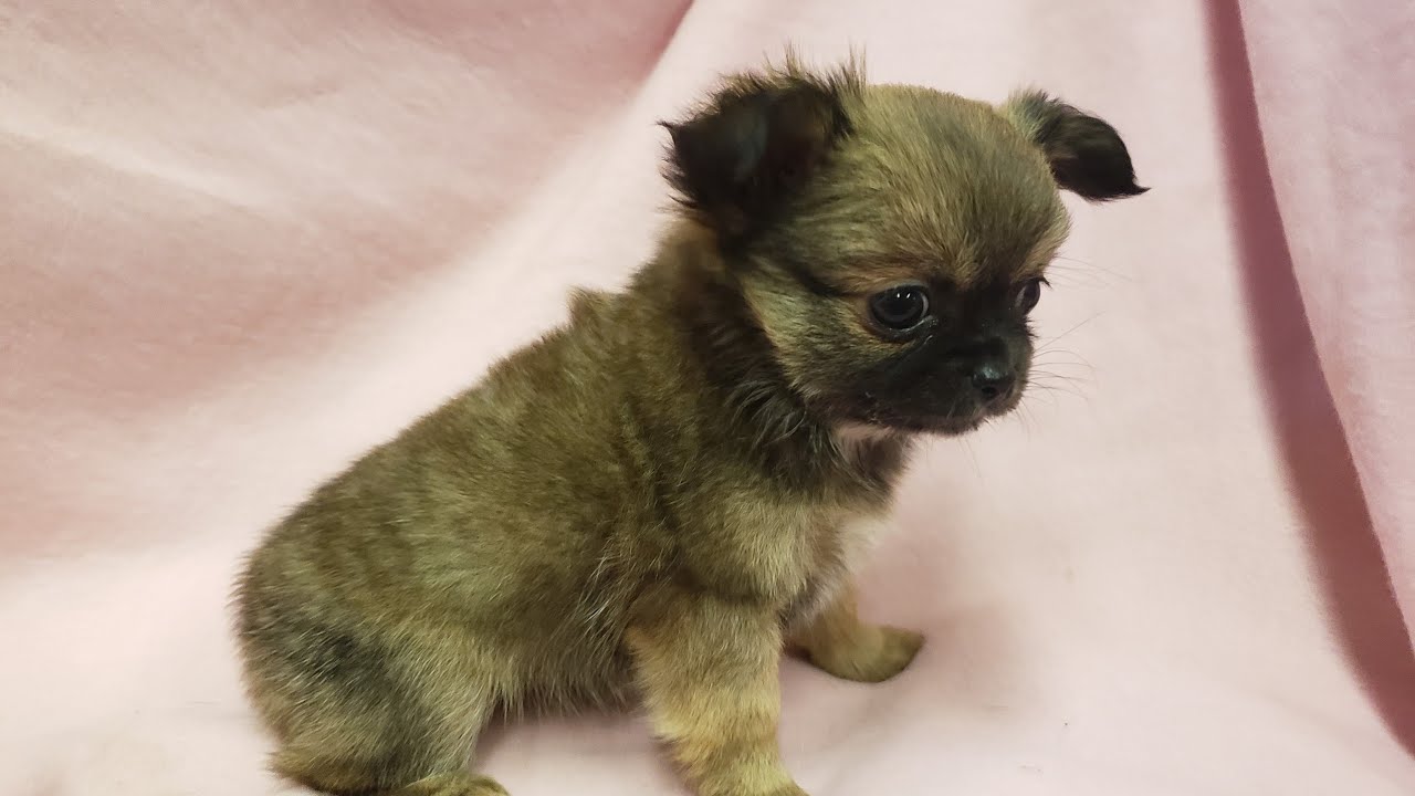 My Tri colored Long hair Chihuahua puppy Gabbys journey first year #puppies #chihuahua #dog #dogs
