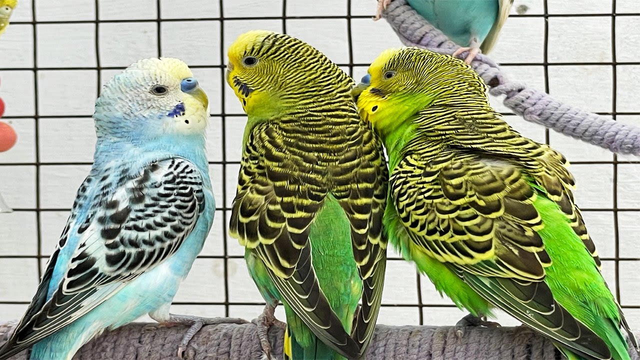 Budgies Love This Music 🎵 Happy Chirping Sounds