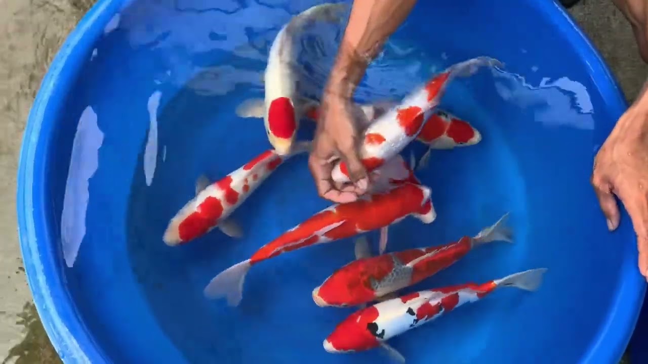 JTT KOI FARM