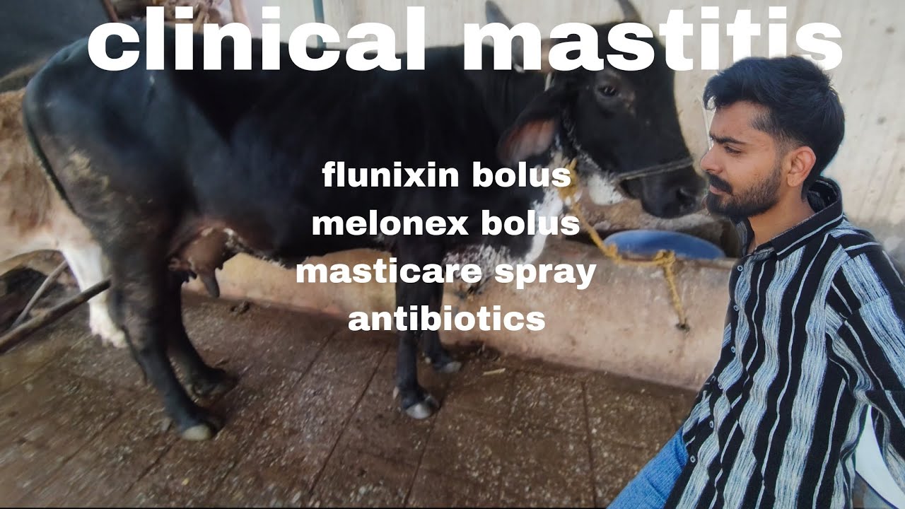 Field visit : vlog diagnosis of clinical mastitis treatment 