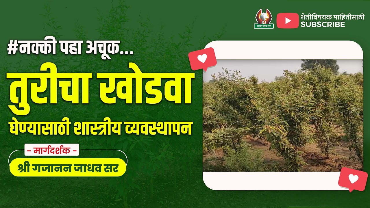 तुरीचा खोडवा घेण्यासाठी शास्त्रीय व्यवस्थापन । श्री गजानन जाधव सर 