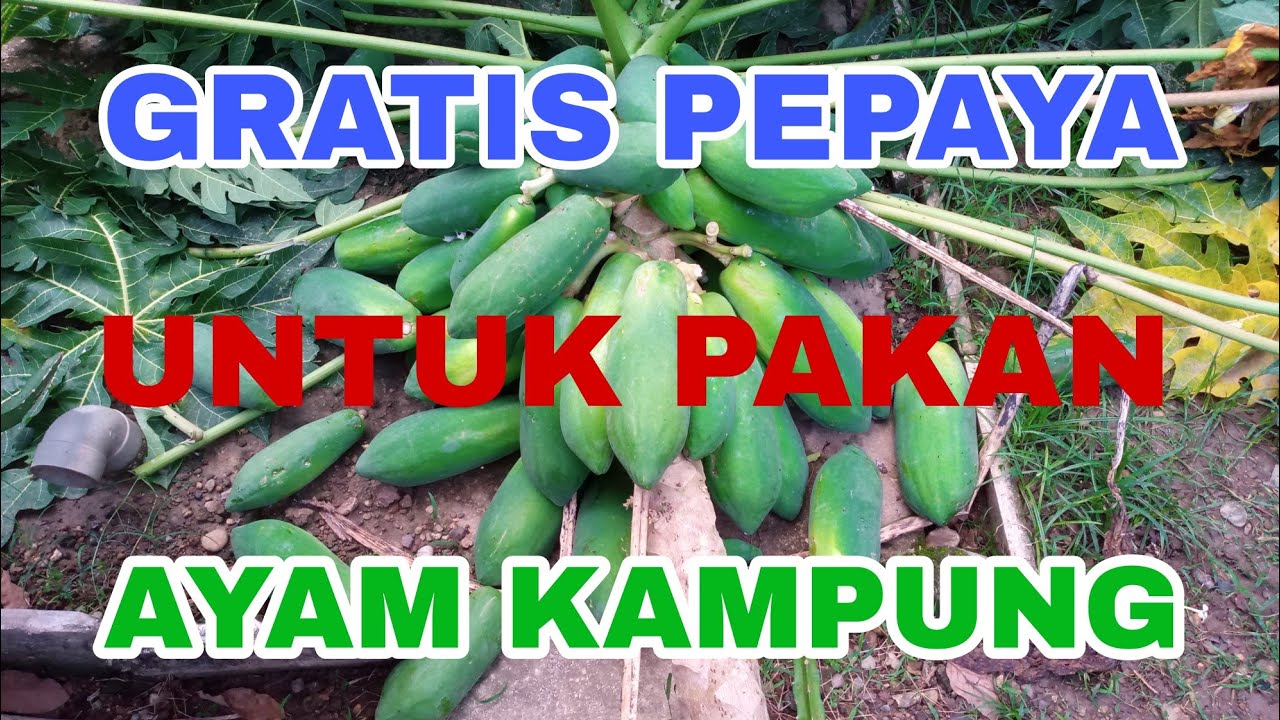 Membuat Fermentasi Pepaya Muda dan Dedak Padi