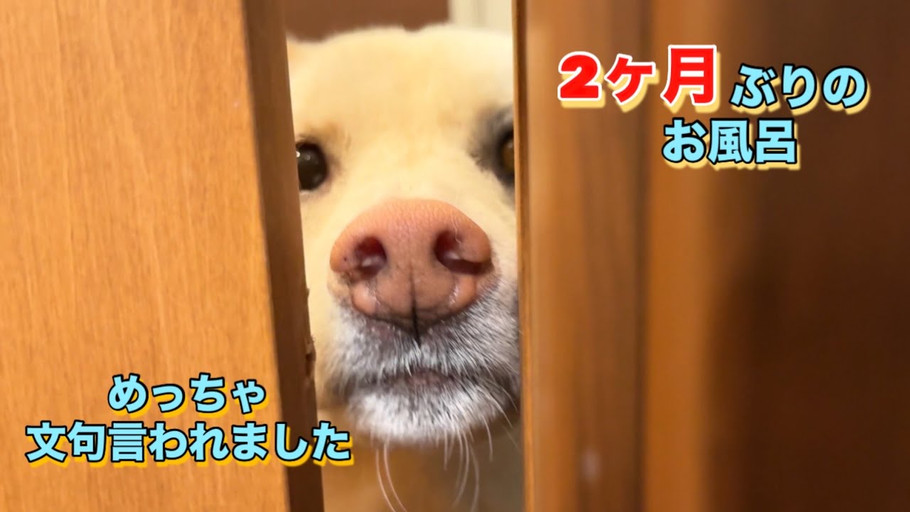 2ヶ月ぶりのお風呂に文句が止まらない柴犬。でもドライヤーは気持ちよさそうでした🥴