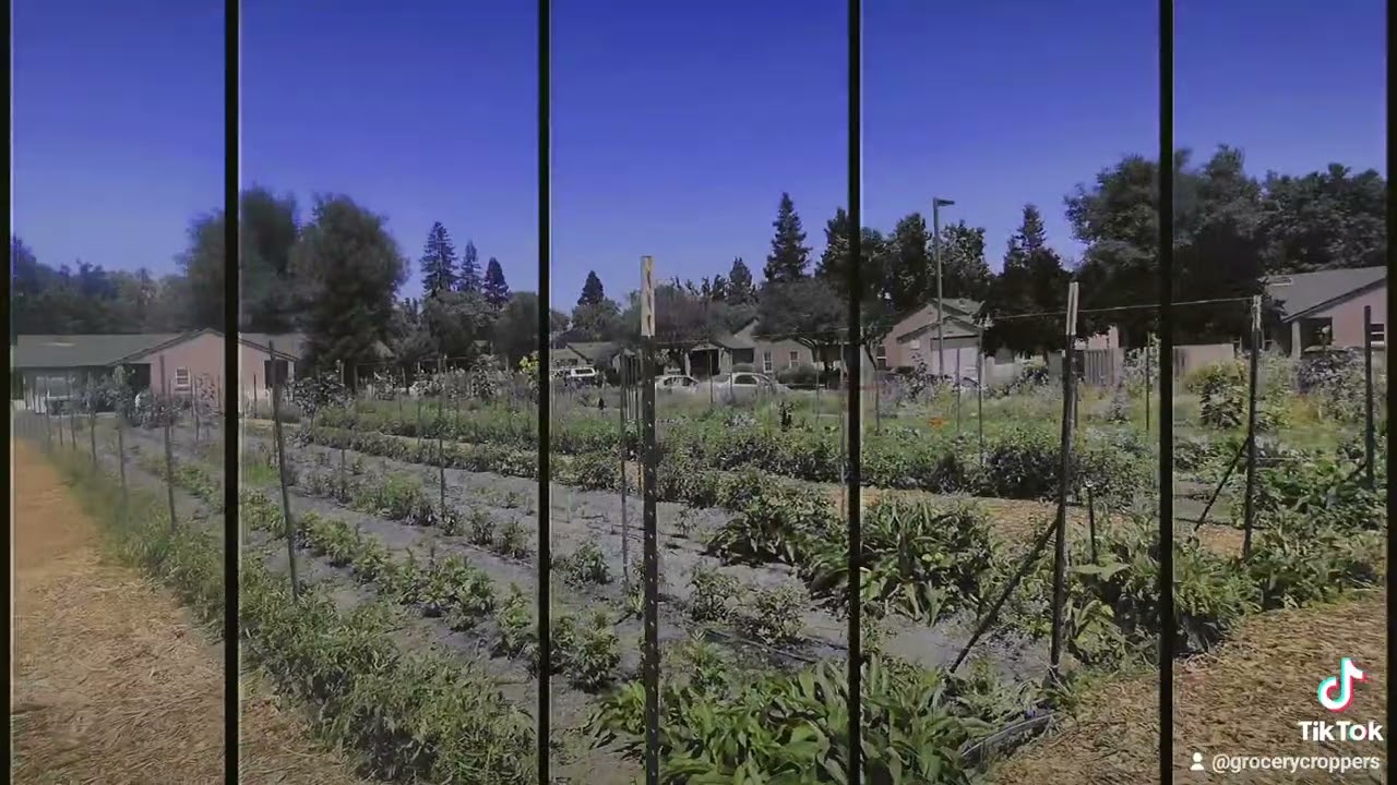 Visiting WeGrow Urban Farm in West Sacramento