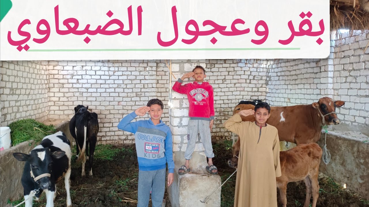 عجول وبقر والد ولحم بأجمل الاسعار من الضبعاوي جمعه مباركه عليكم جميعا ٣٠/ ١/ ٢٠٢٦م