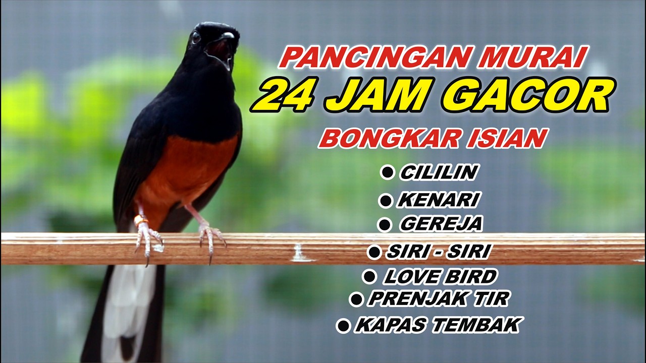 Pancingan Murai Batu Full Isian Tembakan Kasar cocok buat Murai malas bunyi jadi gacor