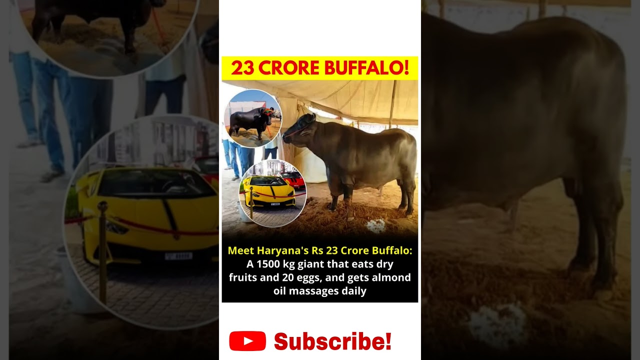 &ldquo;₹23 Crore Buffalo from Haryana! 😱 Eats Dry Fruits & Eggs Daily | World&rsquo;s Most Expensive Buffalo 🐃💰&rdquo;