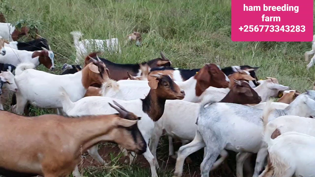 Goat farming is easy to start with experienced people by hamiisi semanda  +256773343283