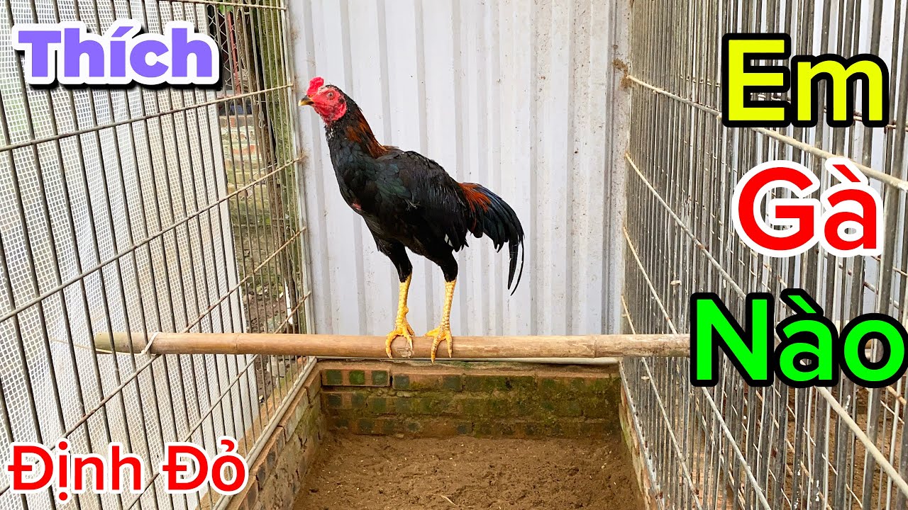 Em Định Thích Em Gà Nào Trong Trại Và Câu Hỏi Có Gà Màu Nhạn Không | Định Đỏ