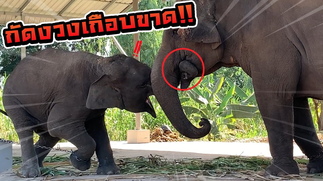 ตบ! เตะ! กัด! นาทีชีวิตบัวบาน เจอแม่จัดชุดใหญ่ ถึงกับเข่าทรุด!