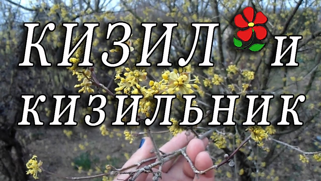 Кизил и кизильник.