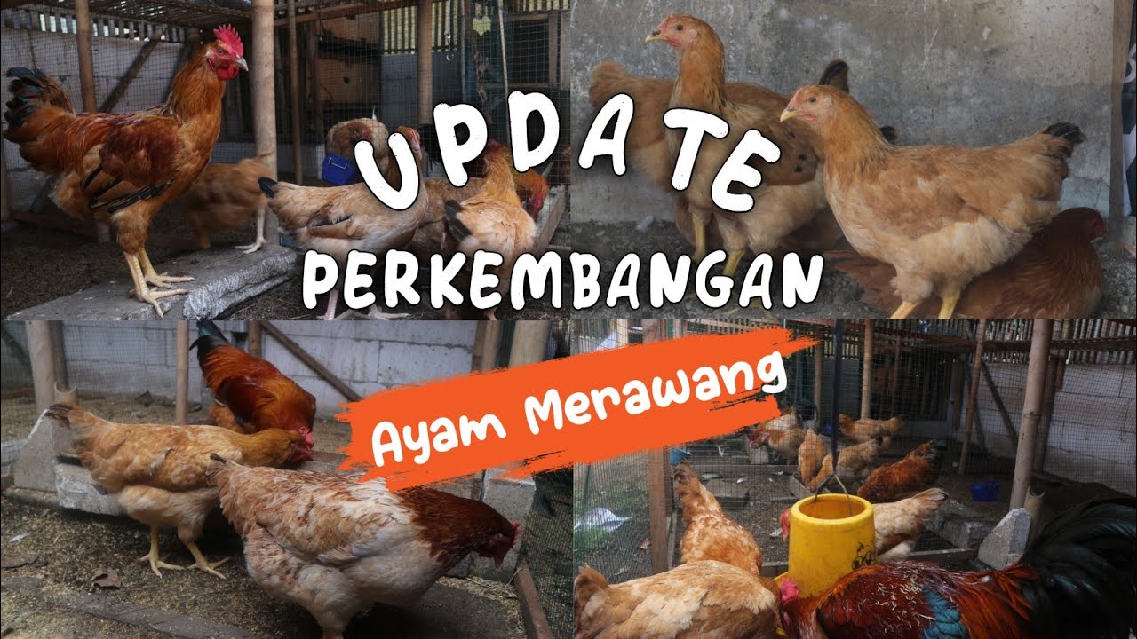 DARI 6 INDUKAN JADI PULUHAN INDUKAN