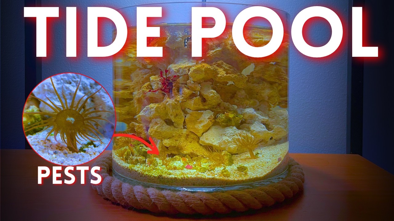 I Built a Tide Pool Using Only Reef Tank Pests
