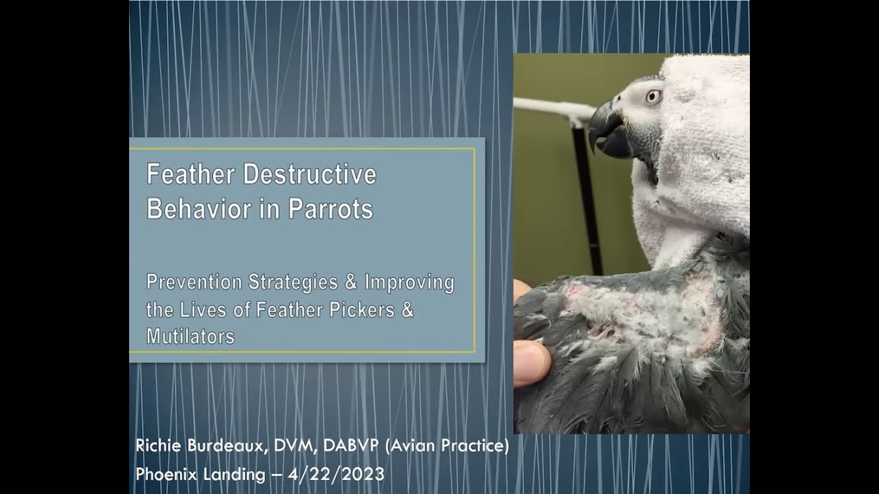 Feather Destructive Behavior with Richie Burdeaux, DVM, ABVP (Avian)