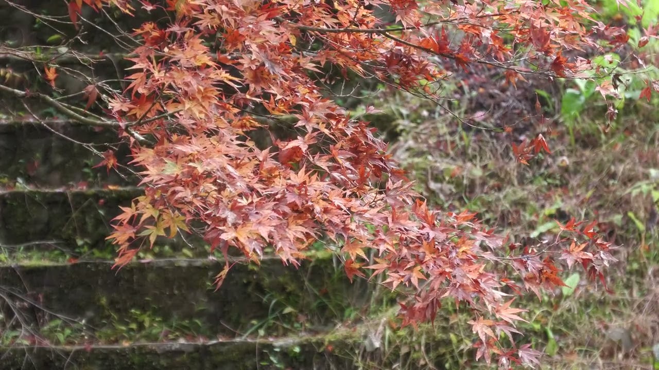 愛媛県久万高原町 古岩屋 紅葉