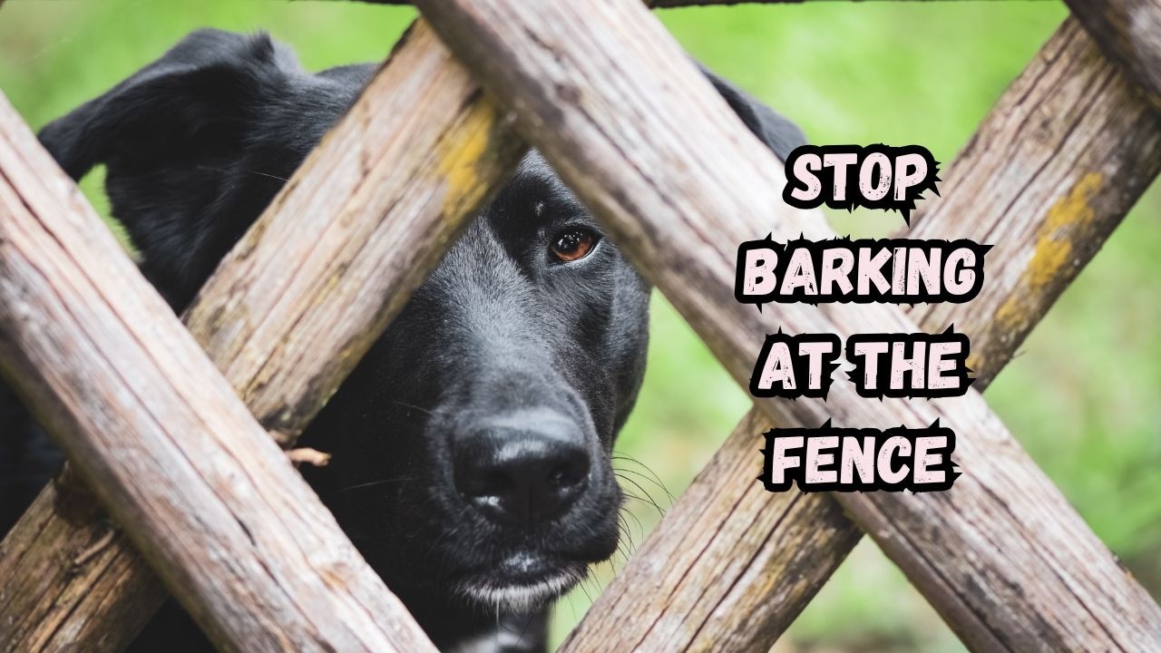 How to STOP Barking at the Fence Once and For All - No Corrections