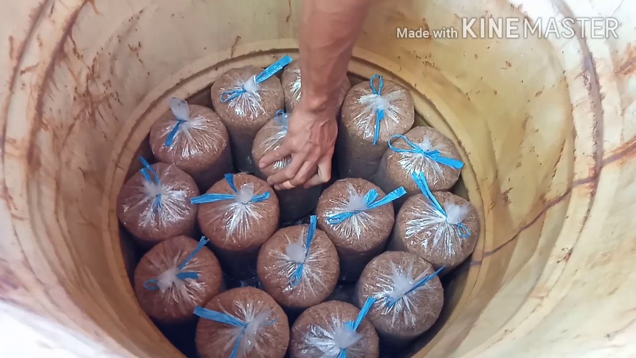 cara paling sederhana dan murah sterilisasi Baglog Jamur tiram,pelan tapi pasti jadi