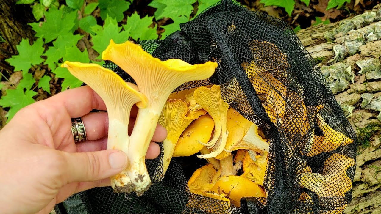 Chanterelle mushrooms foraging | Wild edible mushrooms hunt ASMR | Cantharellus Cibarius