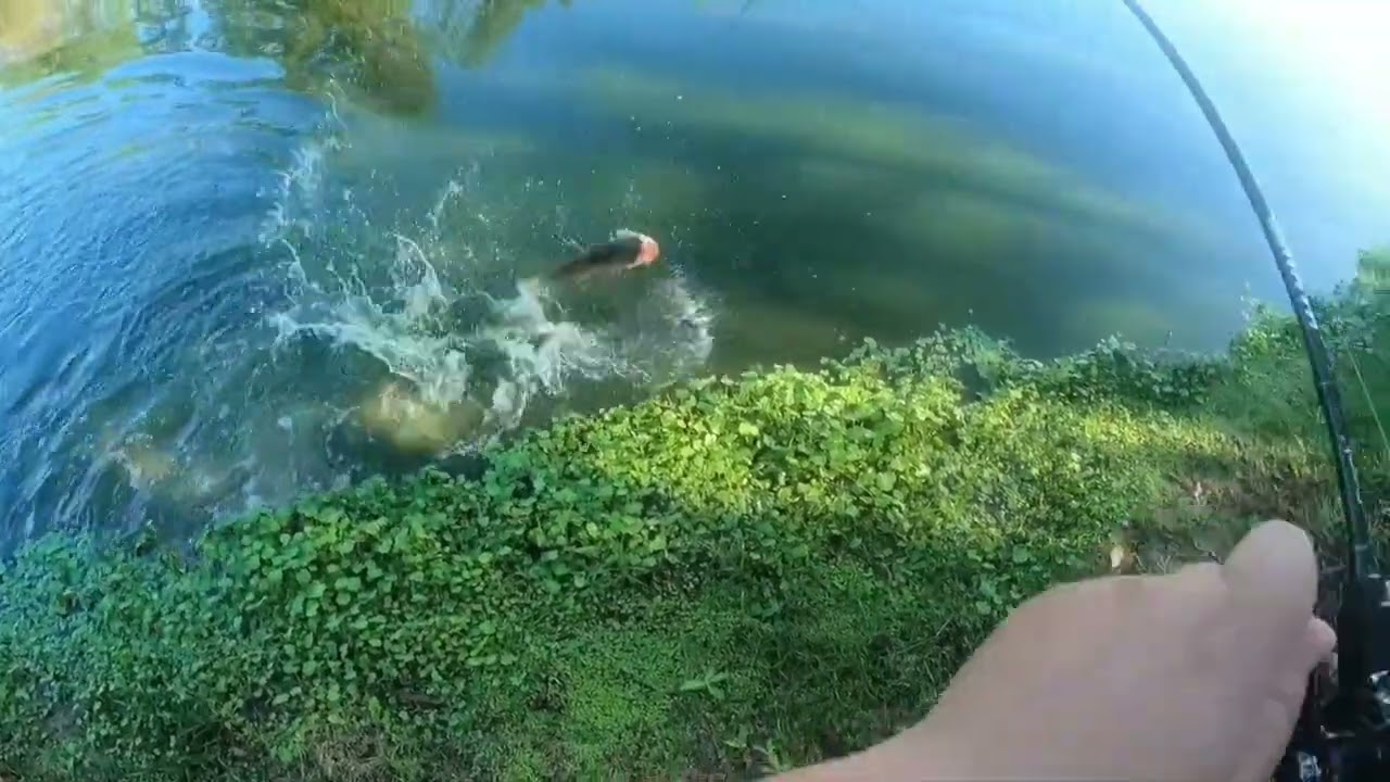 As Tra&iacute;ras ficam loucas