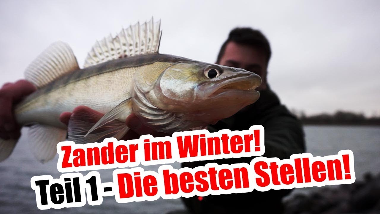 Wo stehen die Zander jetzt? Zanderangeln im Winter Teil 1