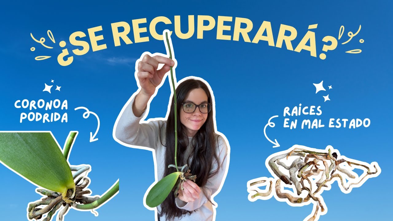 Cómo SALVAR una ORQUÍDEA 🌸 sin raíces y sin corona (paso a paso)