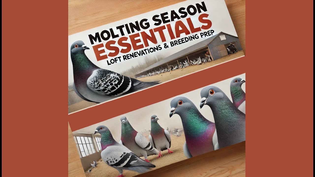 Molting Season & Loft Upgrades: Preparing Racing Pigeons for Breeding and Beyond