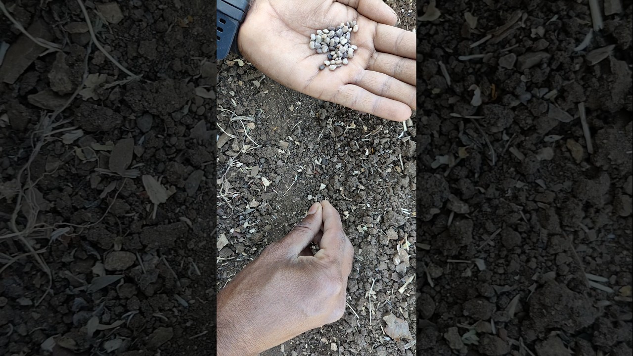 Today I am sowing cluster bean seeds #nature #farming #clusterbeans #shorts