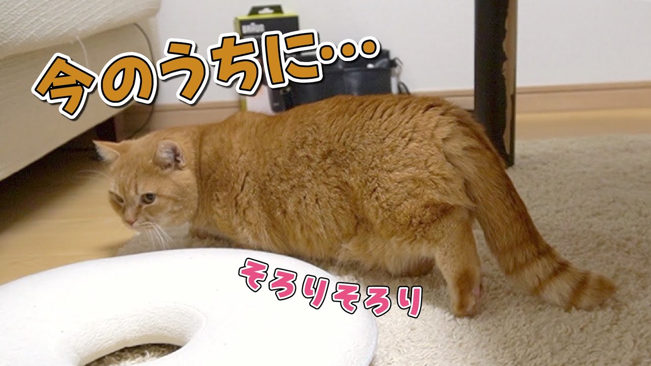 病院に行くのを察してこっそり隠れようとしちゃう賢い短足猫！【通院記録】