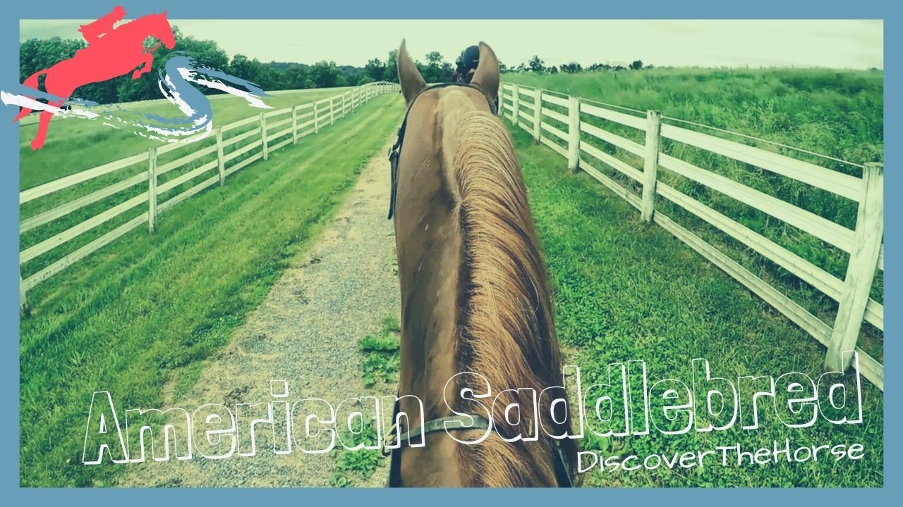 The Devon Horse Show and the 