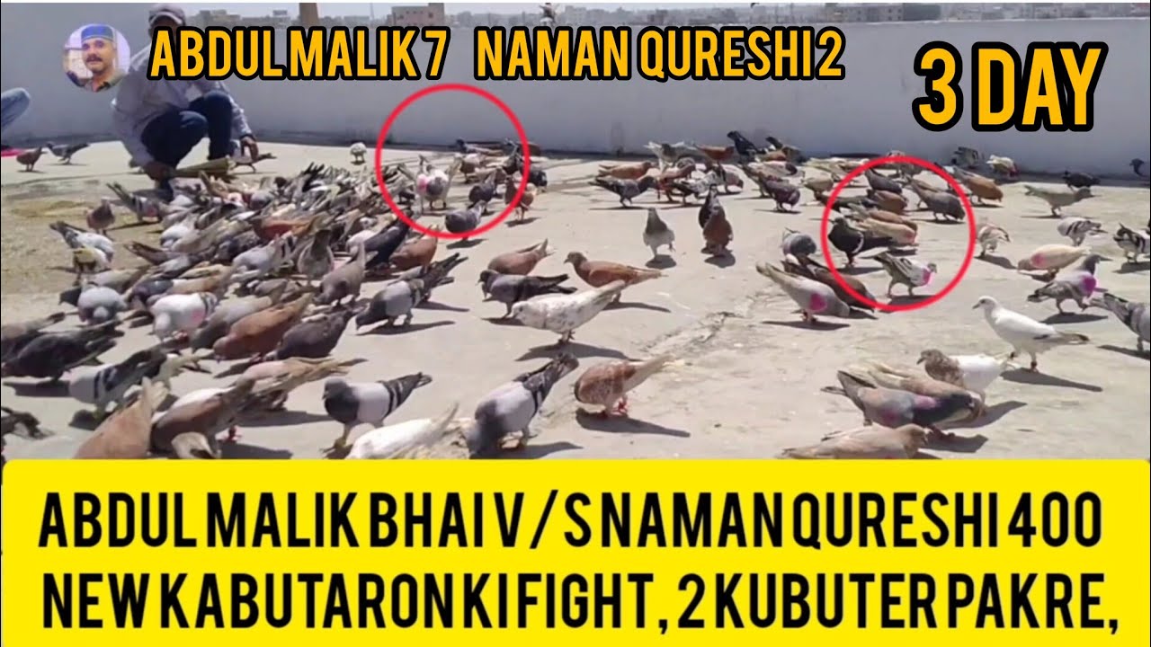 2 kabuter pakre | Abdul Malik bha V/S Naman bhai | 400 new Gola Kabutaron k Lariyan 2022 | 3 din