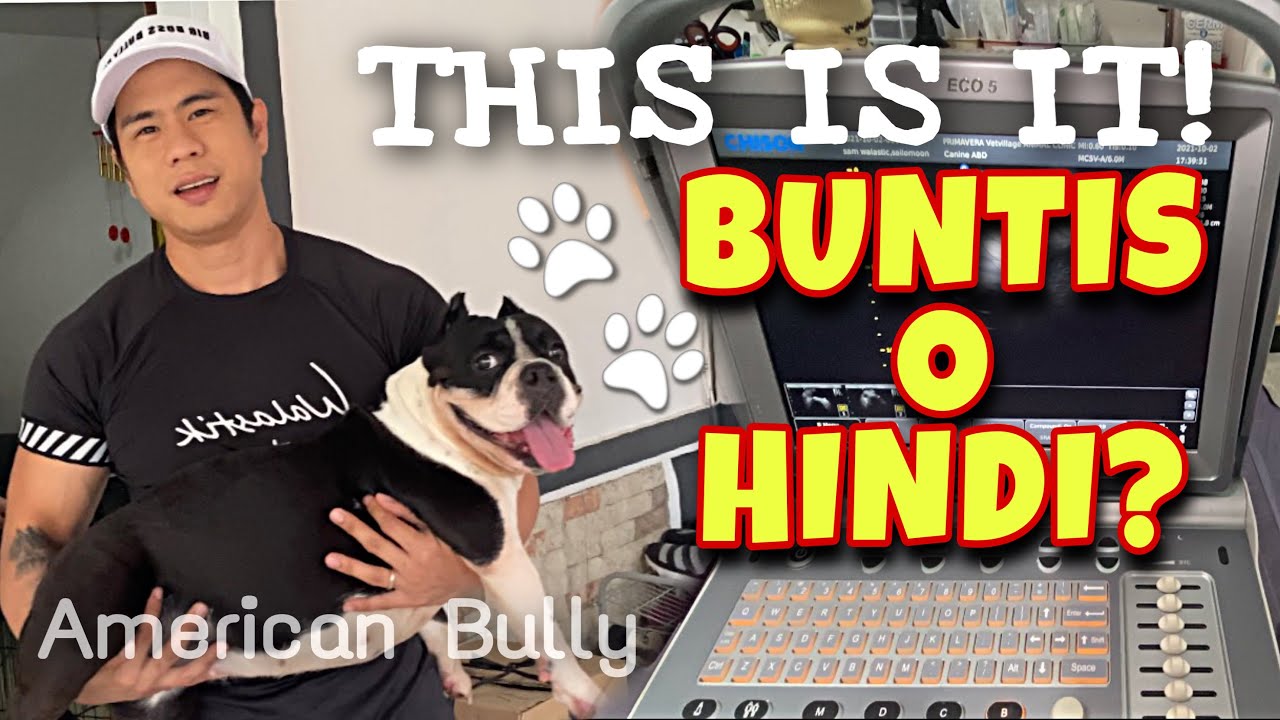 BUNTIS O HINDI?! AMERICAN BULLY SAILORMOON &bull; Sam Walastik