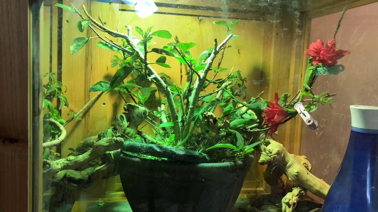 Feeding time for Captive Bred Iguana Delicatissima, Lesser Antillean iguana