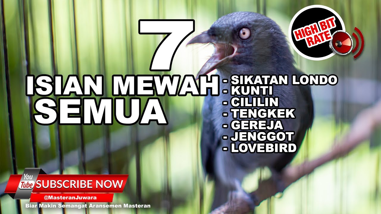 🔴Masteran Juara Srigunting Abu Abu 7 Variasi Suara Tembakan Terbaik 2023❗️