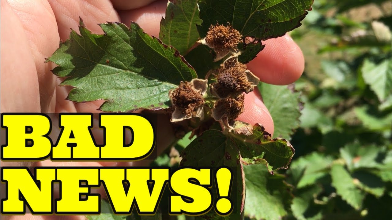 THIS IS VERY BAD... FOR A LOT OF US    #primearkfreedom  #primearkfreedomberries #winterfruitdamage