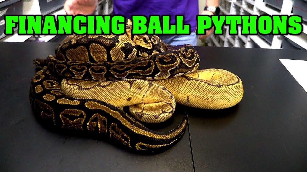 How to be successful in breeding.....the financial side.