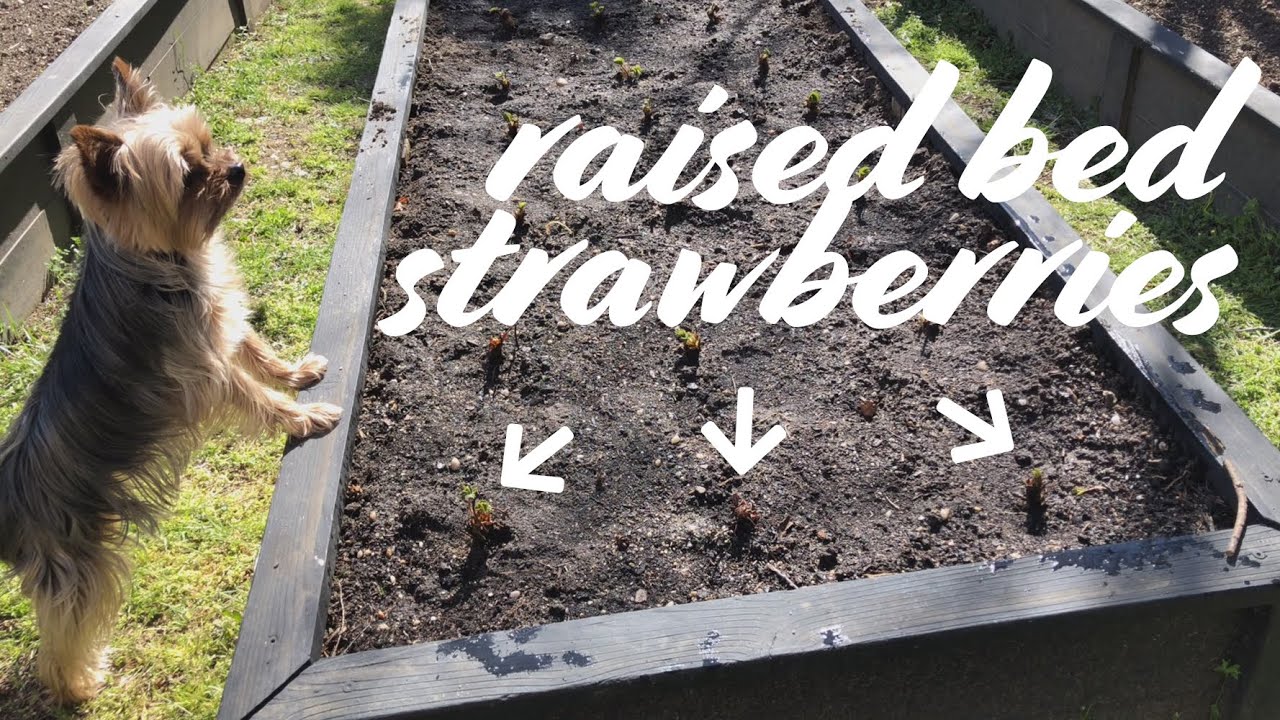 How to Plant Strawberries in Raised Beds