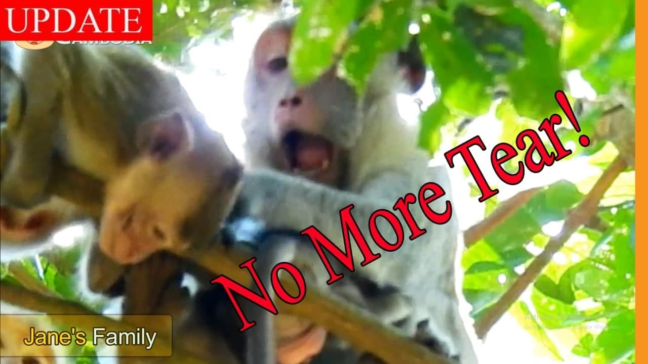 No More Tear... Jane Super Slap Janna But There No Tear or Cry Heard