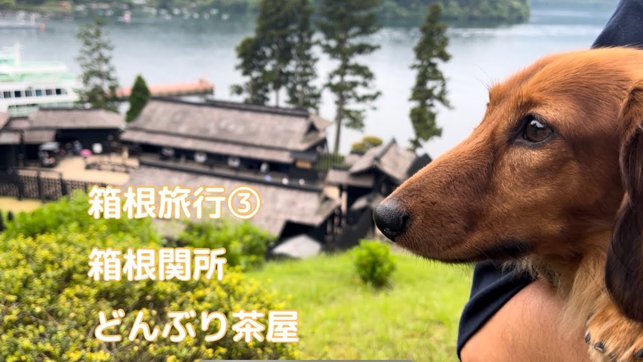 【犬連れ旅行】箱根旅行③箱根関所どんぶり茶屋2024年5月
