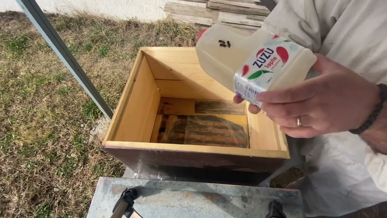 58 . - Albinele mutate iarna , concluzia dupa doua luni .