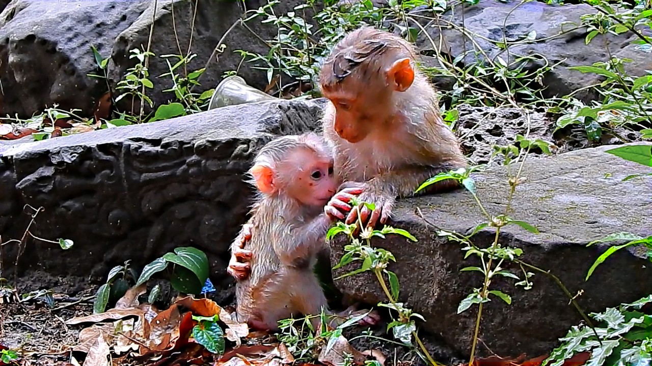 Little Levy was very cold after a heavy rain, so Lily came to comfort him and give him warmth
