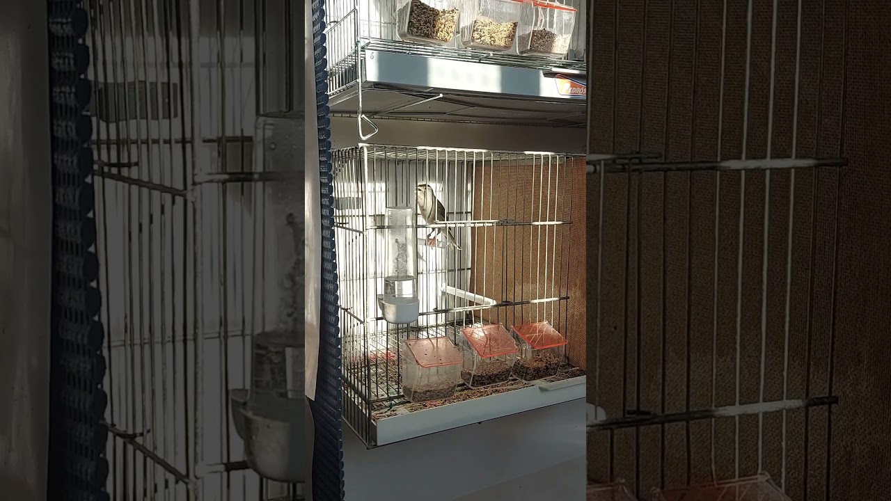 como locos ya por empezar la cría 2022