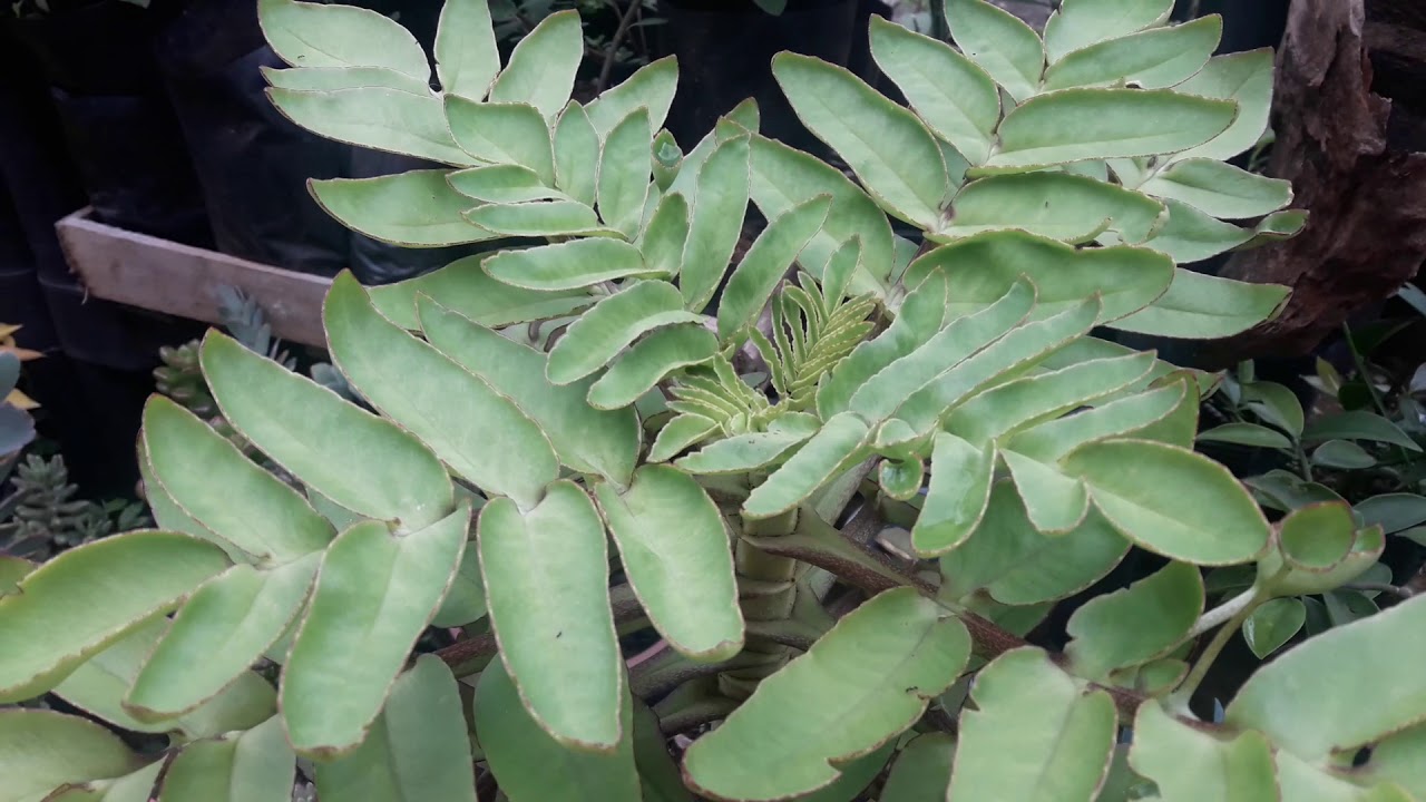 Kalonchoe Prolifera