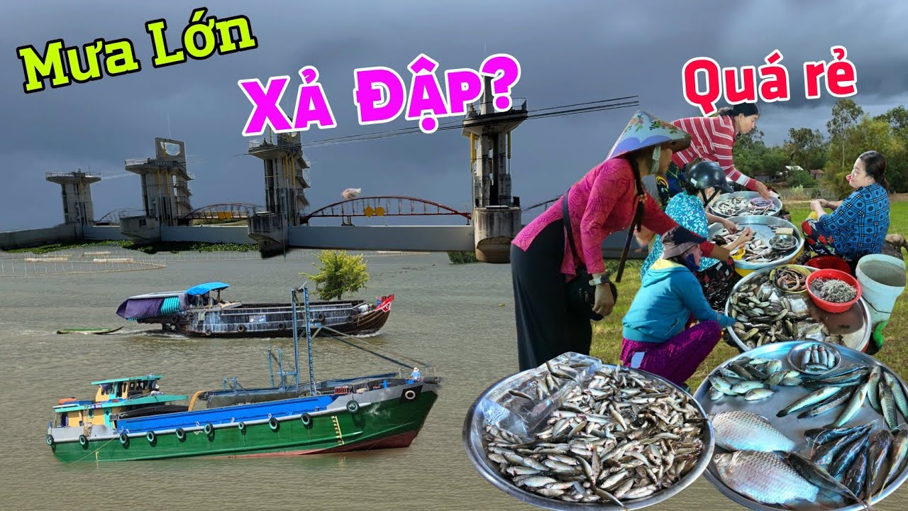 Mưa lớn dữ dội đồng Tha La khô nước xả đập - khan hiếm cá chợ biên giới Campuchia