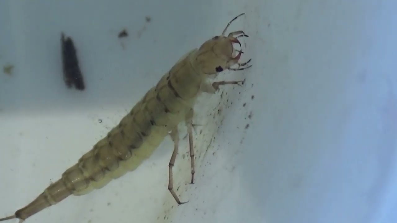 Escarabajo cazador acuático (Dytiscus marginalis). La criatura del pantano (larva). GONZALO.