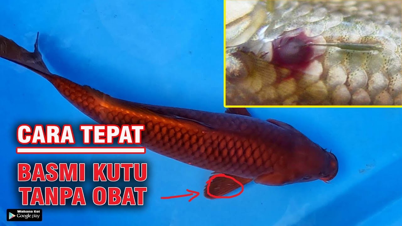 KUTU JARUM AMBLAS TANPA OBAT