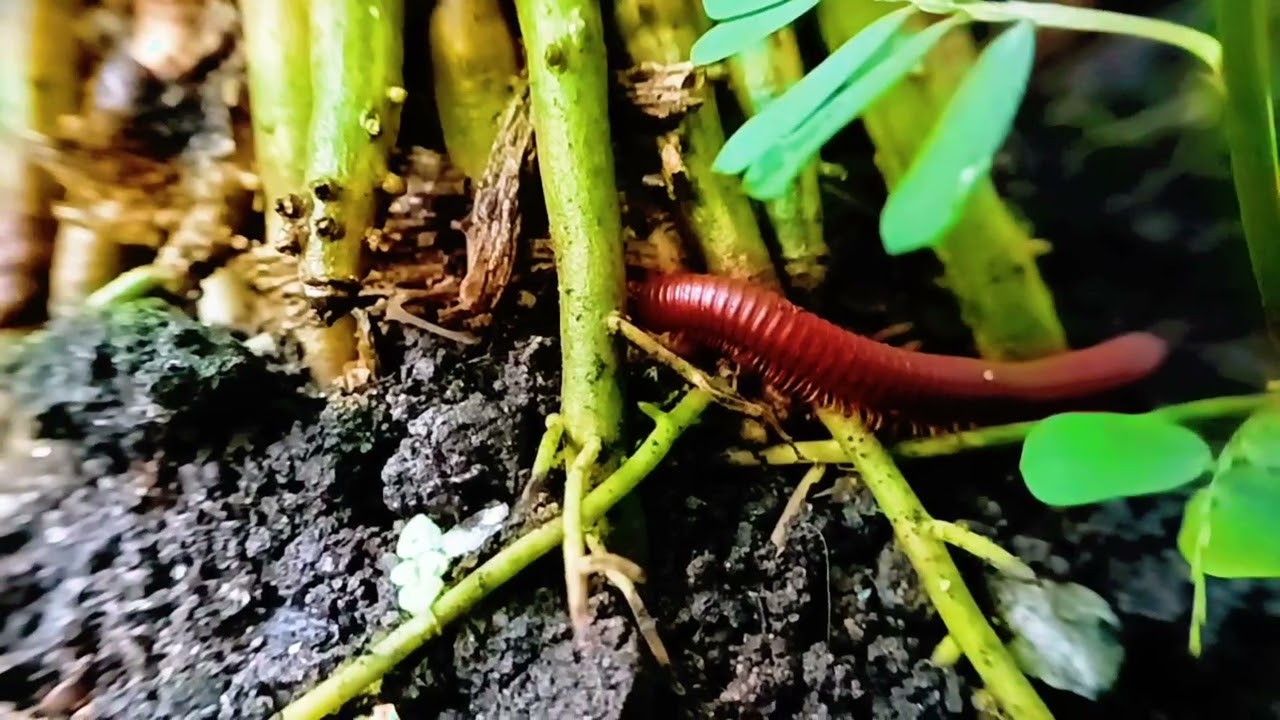 Red Millipede Chronicles: A Day in the Life of Earth's Decomposers