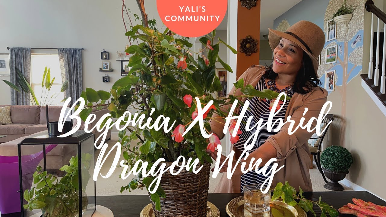 Begonia X Hybrid Dragon Wing Plant: How to Propagate, Prune It, Care Tips and Info About the Plant.